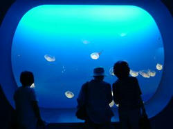 in enoshima kurage 2005.7.16