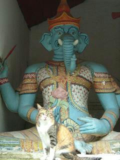 2006 chiangmai cat with god
