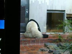 diary 2007.10.24 panda1