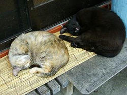 2006 yonago cats in sakai-minato