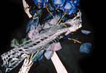 rose08.jpg