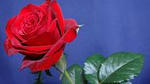 DSC00650.JPG