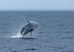 CNE_HVarey_Humpback.jpg