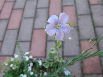 DSCF1711.JPG