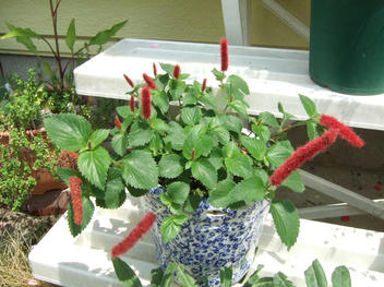 DSCF1716.JPG