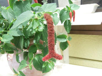 DSCF1751.JPG