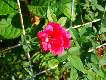 DSCF1791.jpg
