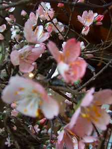 2009_04240007.jpg