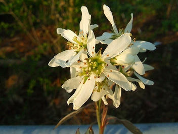 2009_04300007.jpg