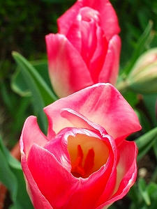 2009_04300003.jpg
