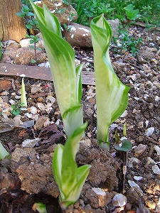 2009_05020005.jpg