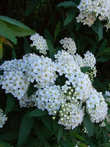 2009_05150016.jpg