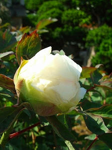 2009_05200009.jpg