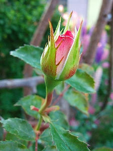2009_05260006.jpg