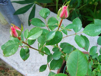 2009_05260007.jpg