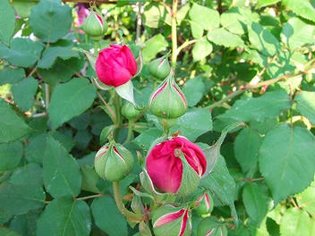 2009_05260001.jpg