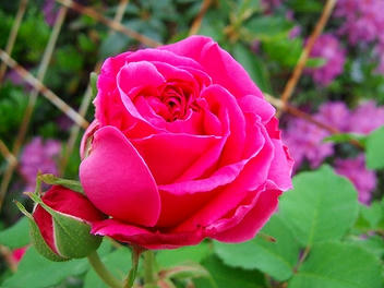 2009_05280001.jpg