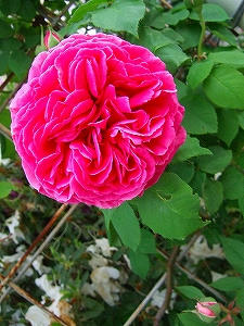 2009_05280003.jpg