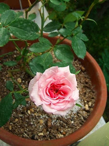 2009_05290001.jpg