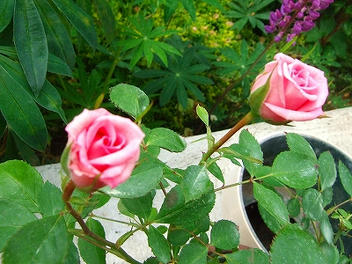 2009_05290002.jpg