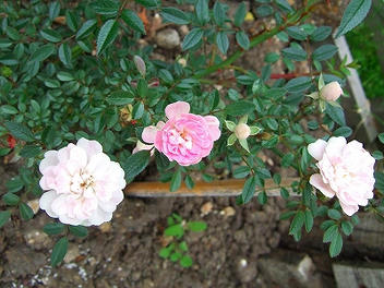 2009_05300014.jpg