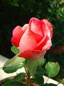 2009_06020005.jpg