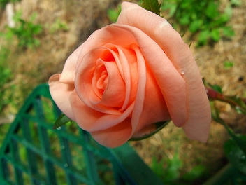 2009_06020003.jpg