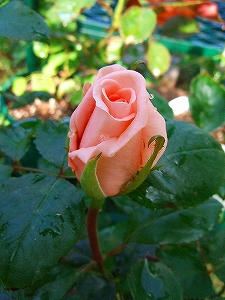 2009_06020002.jpg