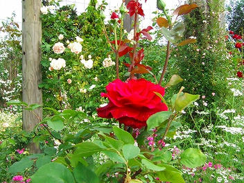 2009_06070001.jpg