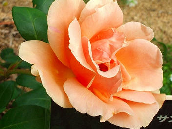 2009_06070003.jpg