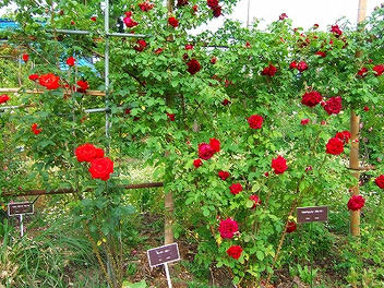 2009_06070005.jpg