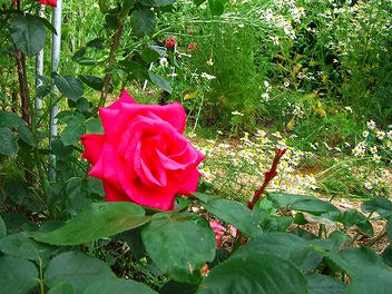 2009_06070002.jpg