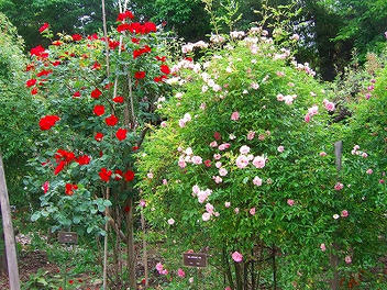 2009_06070010.jpg