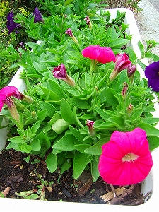 2009_06100002.jpg