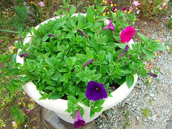2009_06100001.jpg