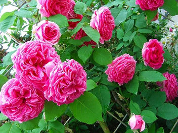 2009_06070021.jpg