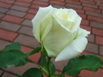 2009_06070020.jpg