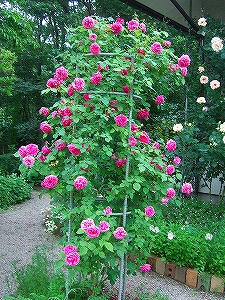 2009_06130014.jpg