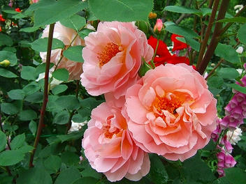 2009_06130020.jpg