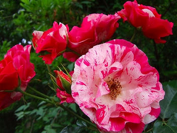 2009_06130021.jpg