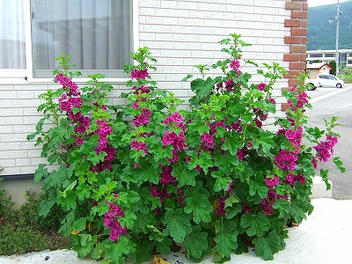 2009_06130001.jpg