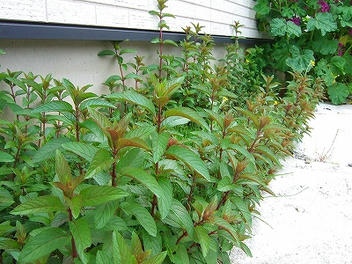 2009_06130002.jpg