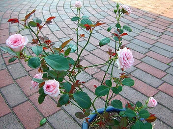 2009_06260003.jpg