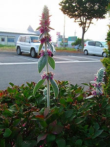 2009_06300003.jpg