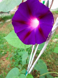2009_07050001.jpg