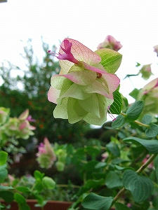2009_07050002.jpg