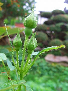 2009_07050004.jpg