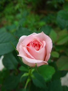 2009_07050003.jpg