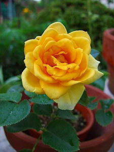 2009_07260004.jpg