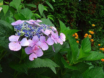 2009_07260009.jpg